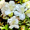 Bloom-A-Thon® White Azalea