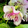 Winter Jewels® Picotee Pearl Lenten Rose