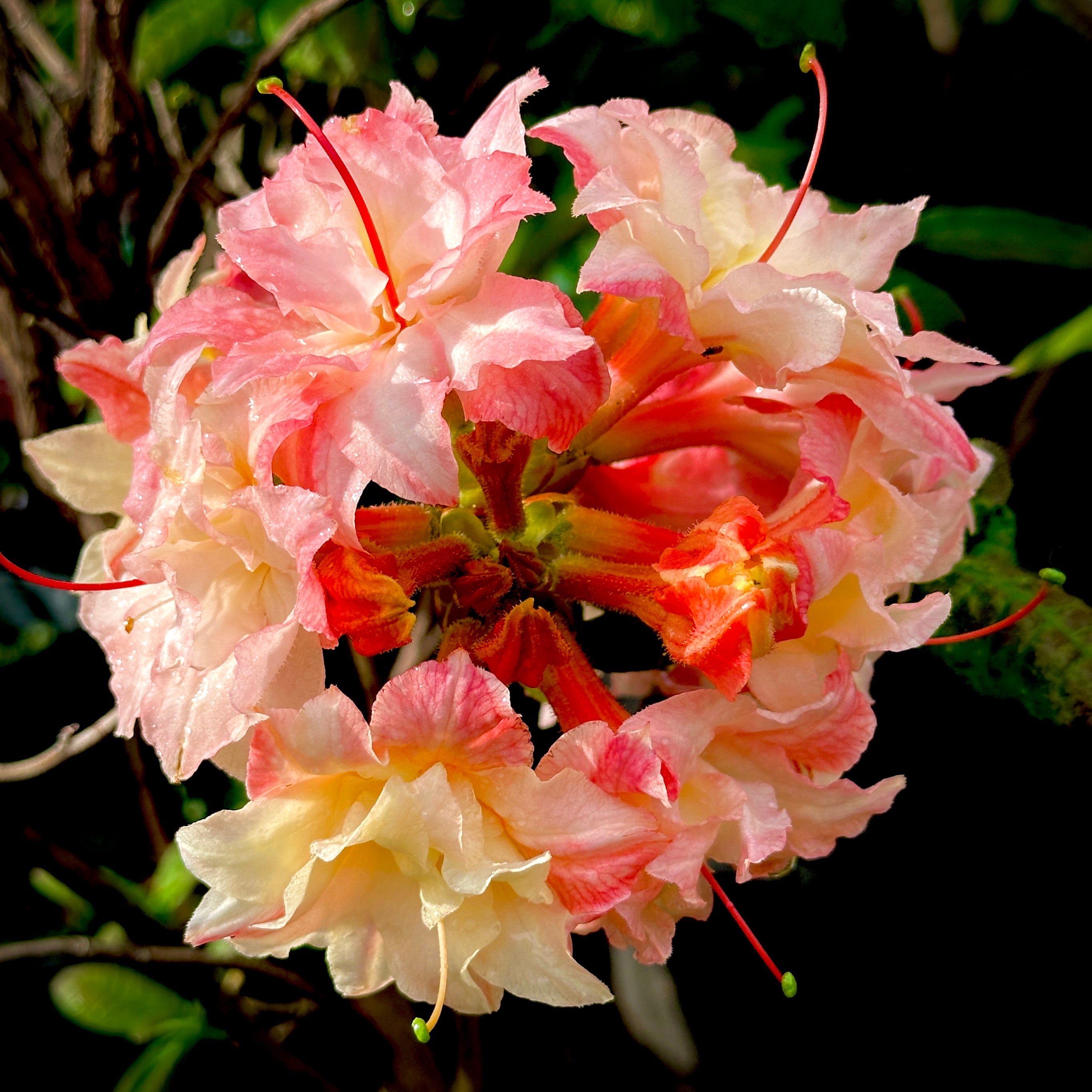 Cannon's Double Deciduous Azalea