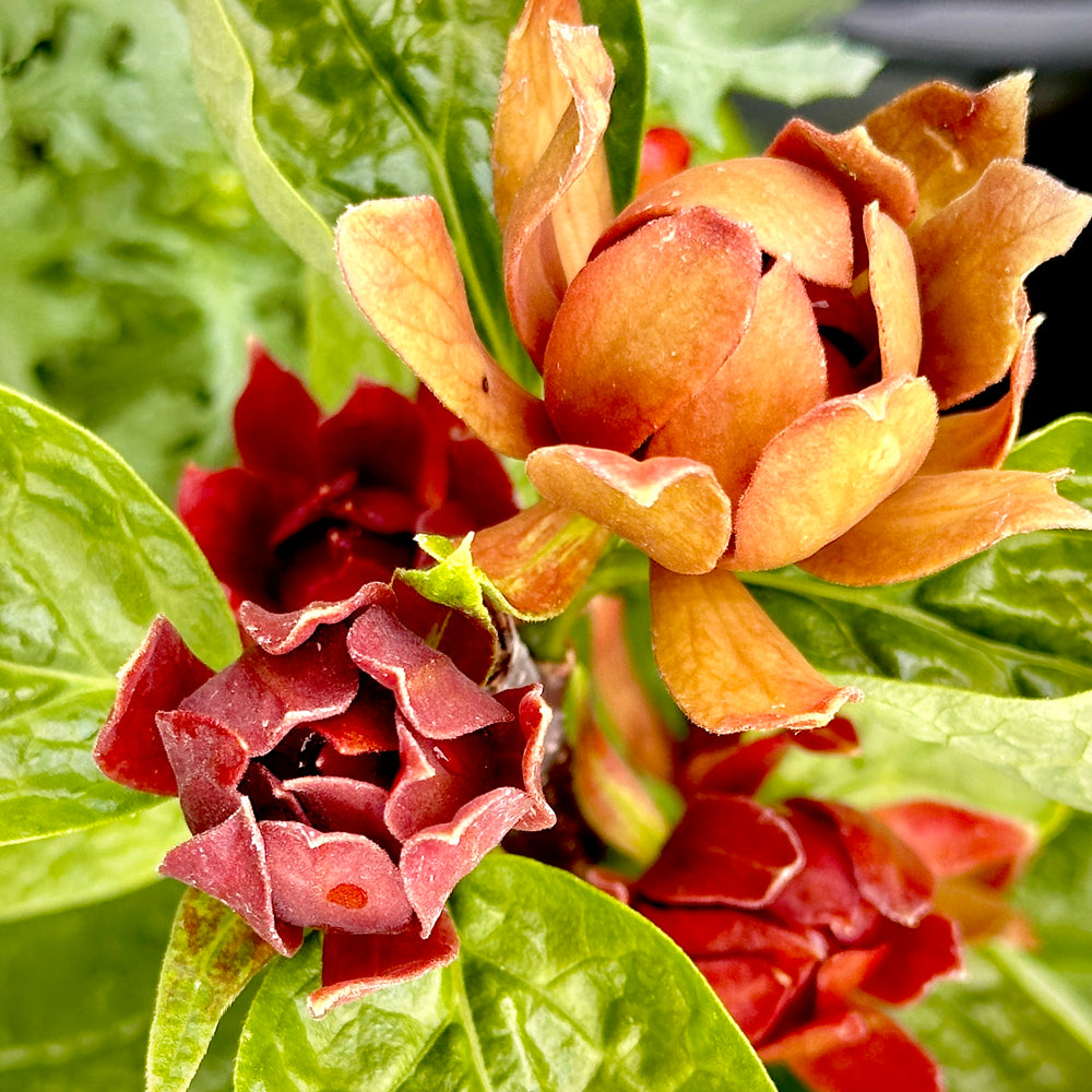 Cool Review About Calycanthus Simply Scentsational