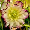 Winter Jewels® Sun Flare Lenten Rose