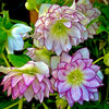 Winter Jewels® Fire and Ice Lenten Rose