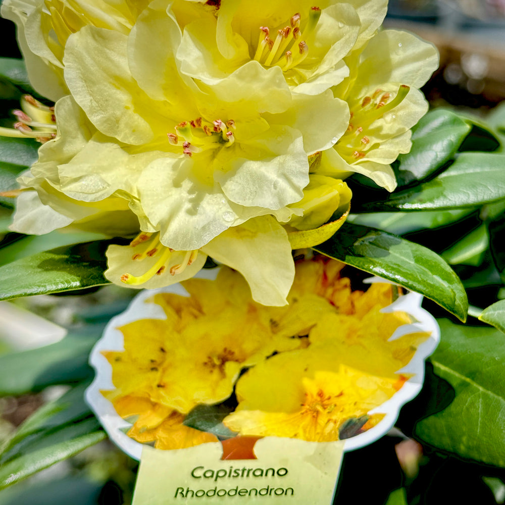 Capistrano Rhododendron - 3 gallon container – Lots of Plants