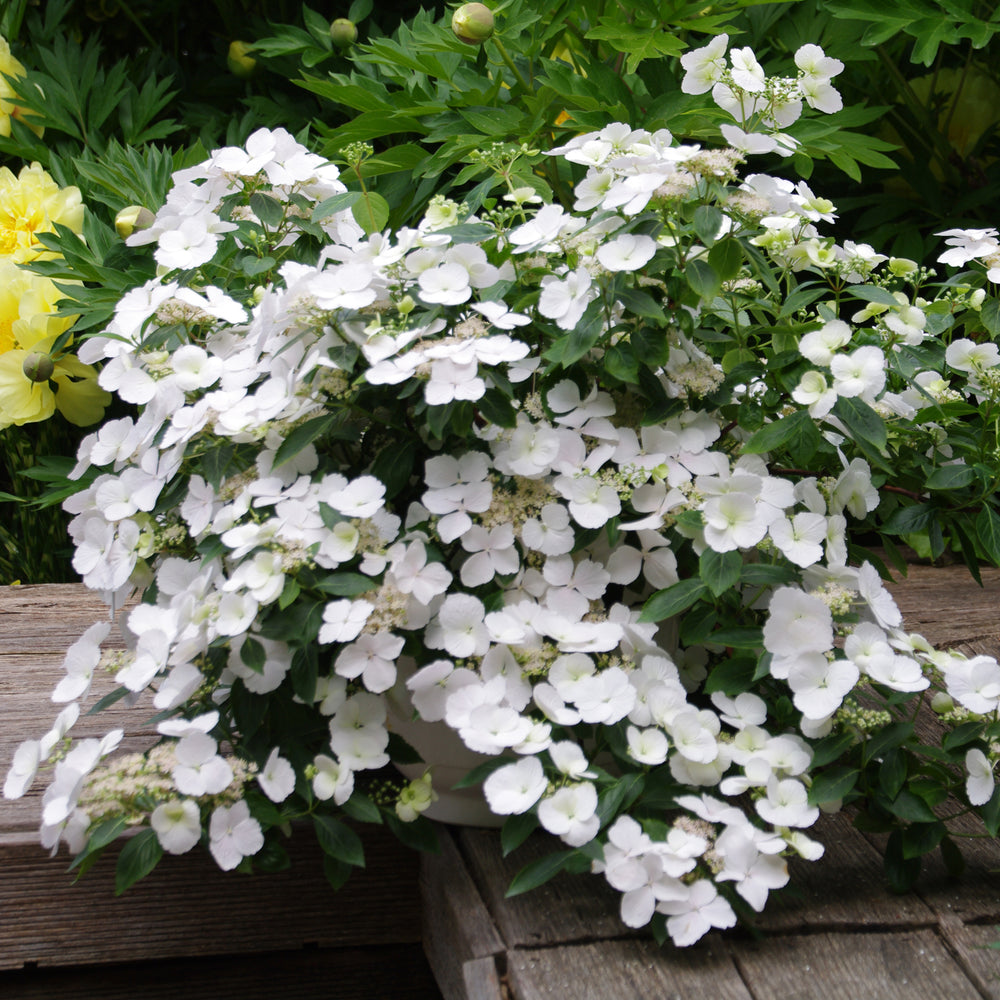 FAIRYTRAIL BRIDE® Cascade Hydrangea