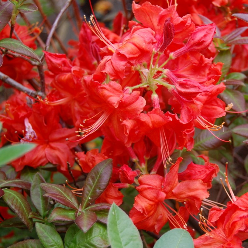 Fireball Deciduous Azalea - 3 gallon container – Lots of Plants