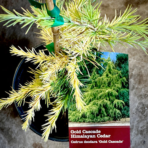Gold Cascade Deodar Cedar