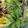 Gold Cascade Deodar Cedar