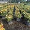 Goshiki False Holly 5 Pack 24-30" Height