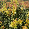 Goshiki False Holly 5 Pack 24-30" Height