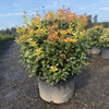 Goshiki False Holly 5 Pack 24-30" Height