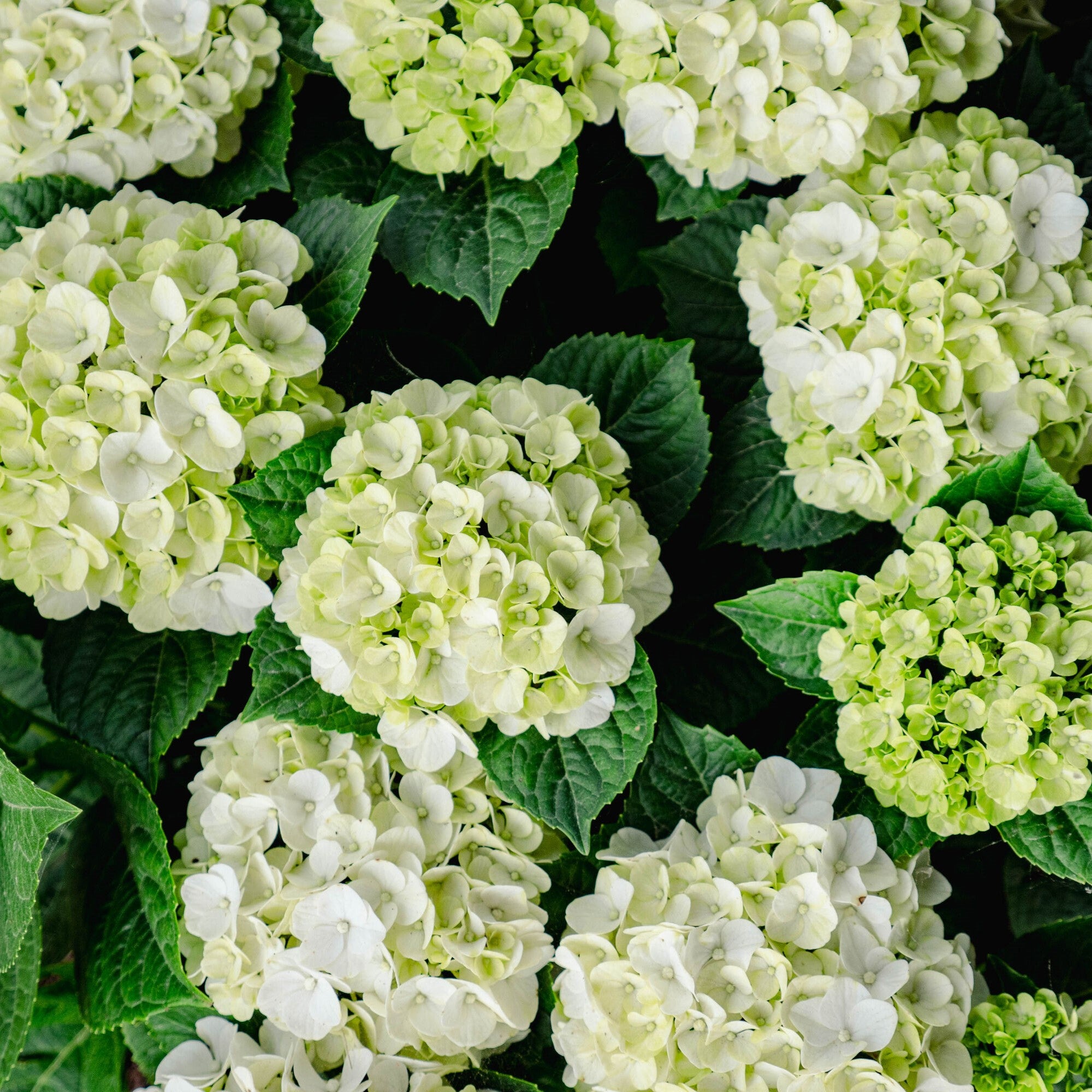 Grin and Tonic™ Reblooming Hydrangea