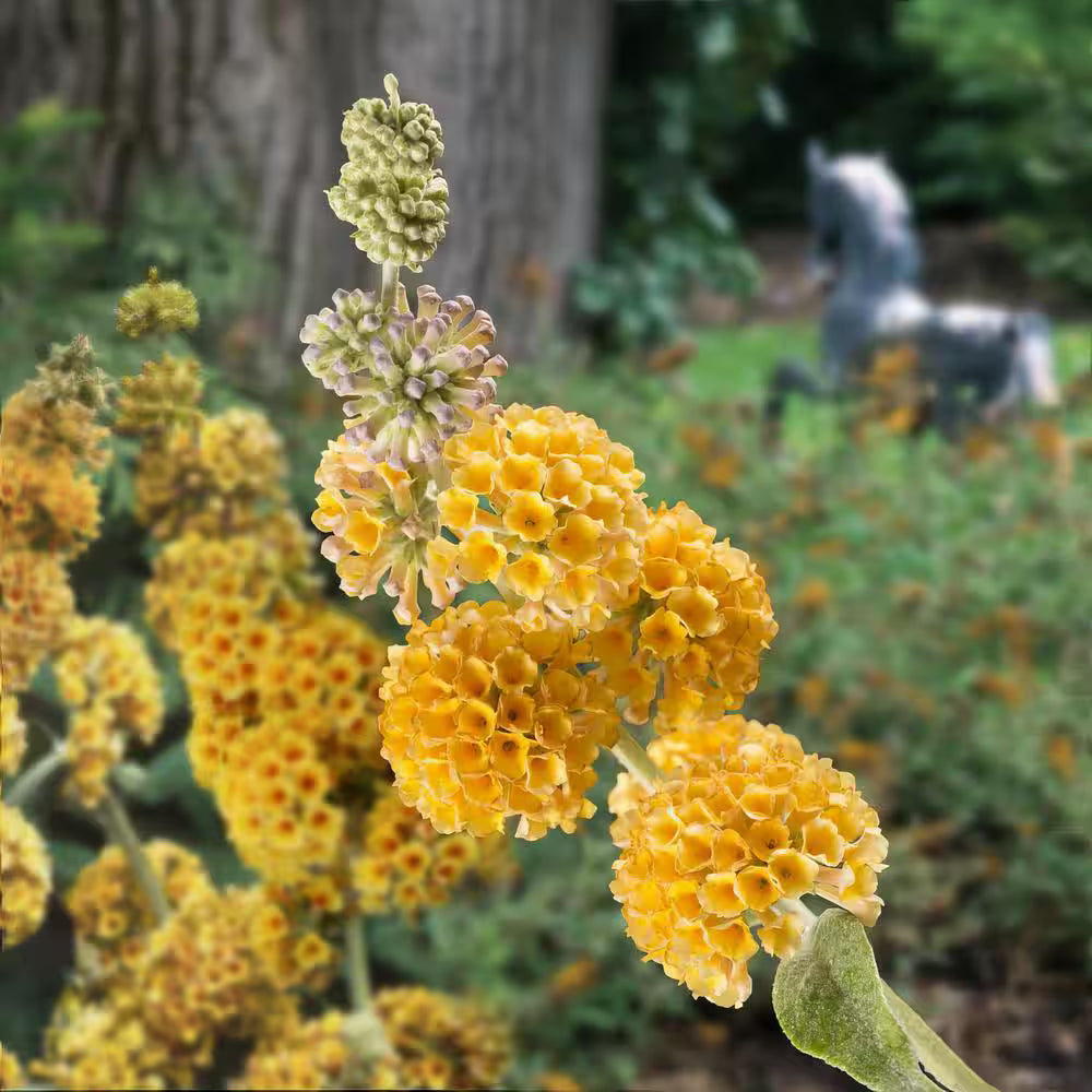 Honeycomb Butterfly Bush
