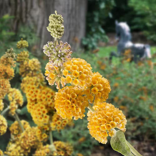 Honeycomb Butterfly Bush