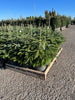Nordman Fir Christmas Tree