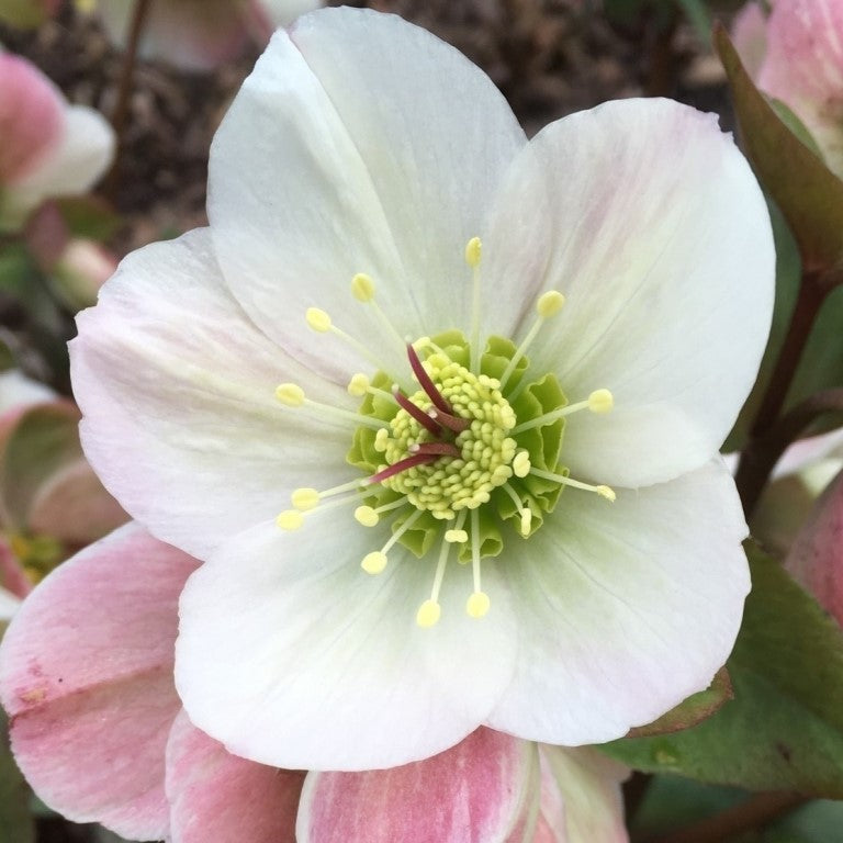 Lenten Rose 'Ice N' Roses' Bianco White