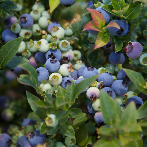 Jelly Bean® Blueberry by Bushel and Berry®