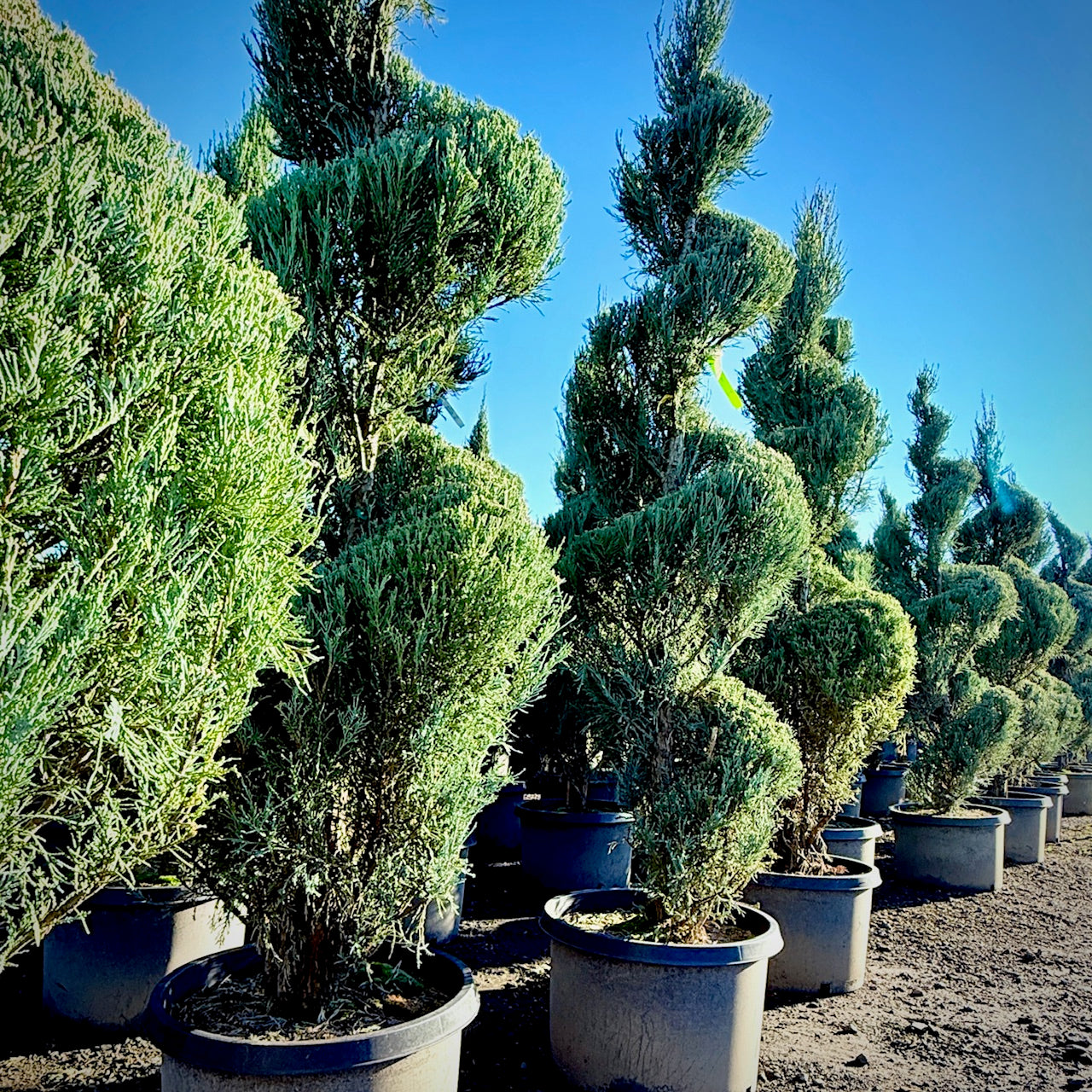 Blue Arrow Juniper Spiral 2 Pack- 10 Gallon 5-6 Foot Tall
