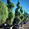 Blue Arrow Juniper Spiral 2 Pack- 10 Gallon 5-6 Foot Tall