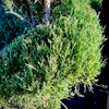 Blue Arrow Juniper Spiral 2 Pack- 10 Gallon 5-6 Foot Tall
