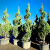 Blue Arrow Juniper Spiral 2 Pack- 10 Gallon 5-6 Foot Tall
