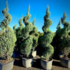 Blue Arrow Juniper Spiral 2 Pack- 10 Gallon 5-6 Foot Tall