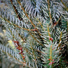 Horstmann's Silberlocke Korean Fir- 25 Gallon 4-5 Foot Tall