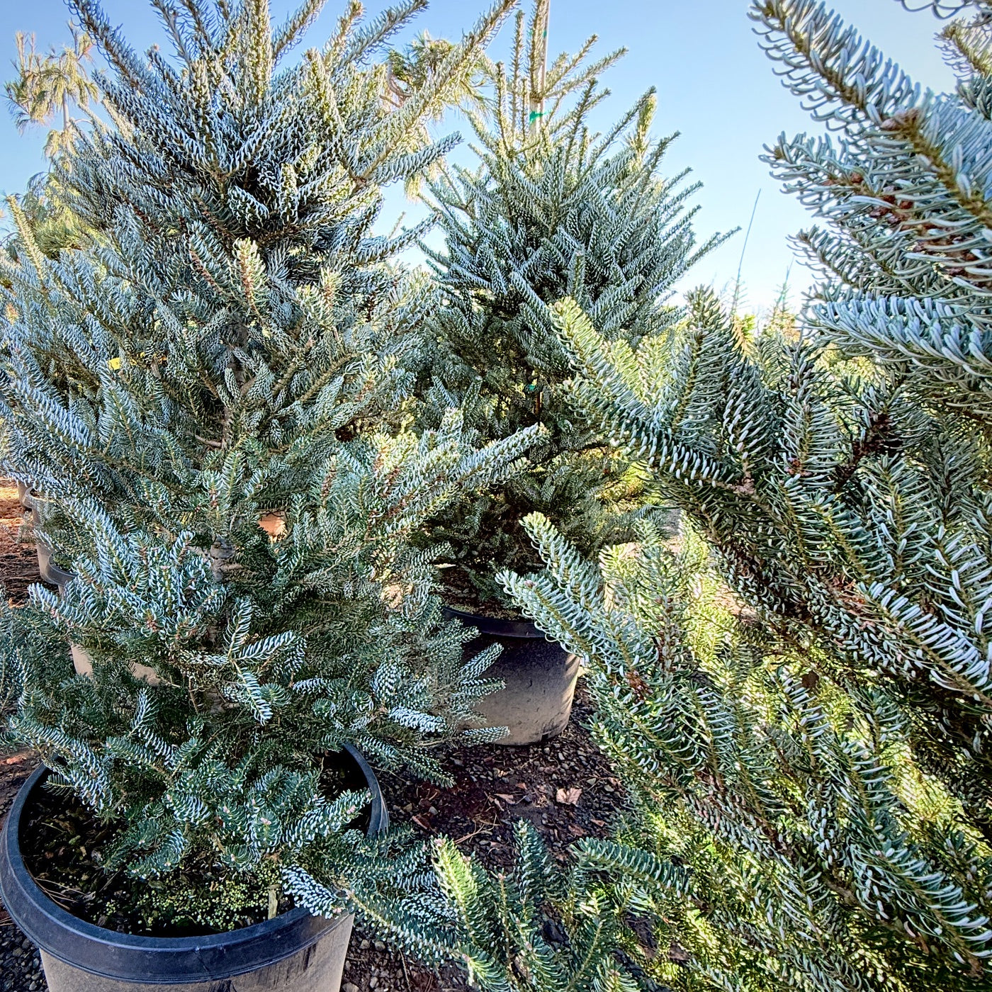 Horstmann's Silberlocke Korean Fir- 25 Gallon 4-5 Foot Tall