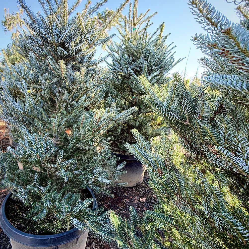 Horstmann's Silberlocke Korean Fir- 25 Gallon 4-5 Foot Tall