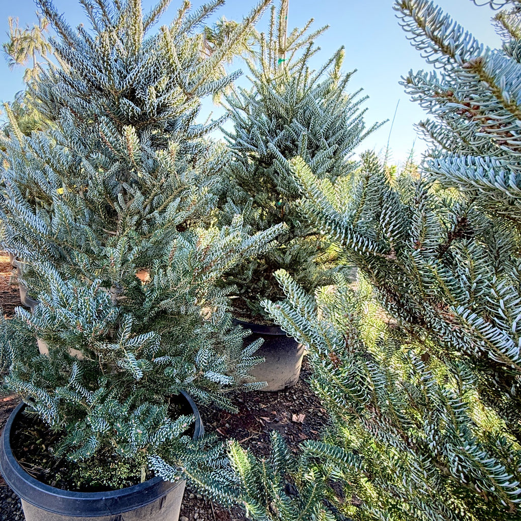Horstmanns Silberlocke Korean Fir- 25 Gallon 4-5 foot tall – Lots