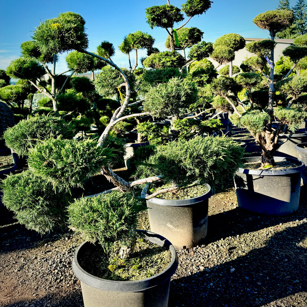 juniper house plant Pfitzer Juniper Poodle- 20 Gallon 5-6 Foot Tall