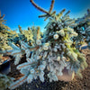 Slenderina® Weeping Blue Spruce- 25 Gallon 4-5 Foot Tall