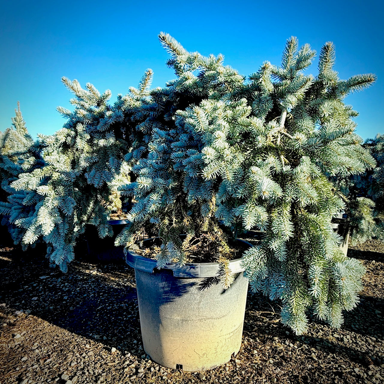 Slenderina® Weeping Blue Spruce- 25 Gallon 4-5 Foot Tall