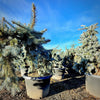 Slenderina® Weeping Blue Spruce- 25 Gallon 4-5 Foot Tall