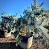 Slenderina® Weeping Blue Spruce- 25 Gallon 4-5 Foot Tall