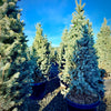 Blue Spruce Fastigiata- 20 Gallon 5-6 Foot Tall