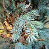 Blue Spruce Fastigiata- 20 Gallon 5-6 Foot Tall