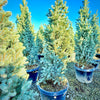 Blue Spruce Fastigiata- 20 Gallon 5-6 Foot Tall