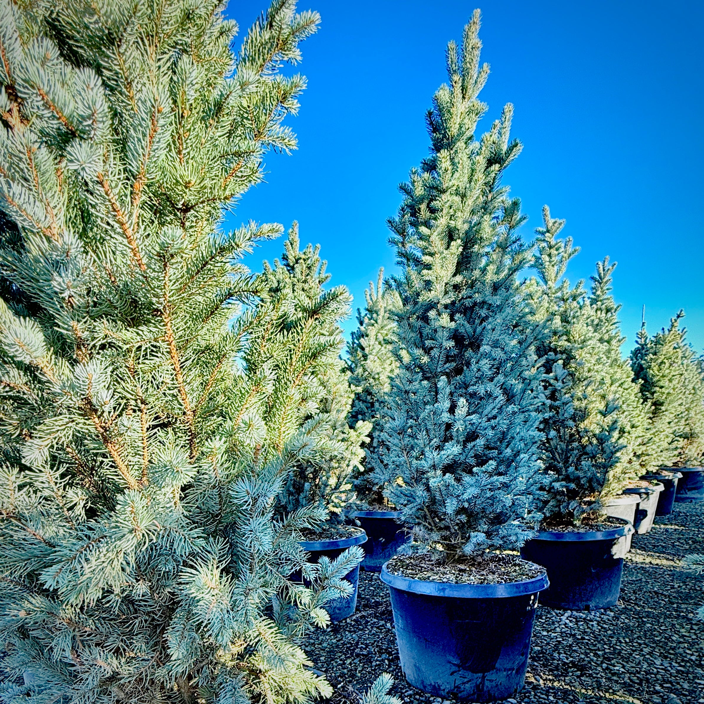 Blue Spruce Fastigiata- 20 Gallon 5-6 Foot Tall