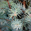 Blue Spruce Fastigiata- 20 Gallon 5-6 Foot Tall