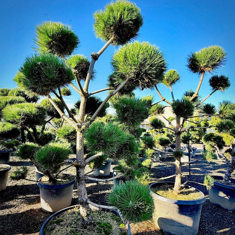 Thunderhead Pom Pom- 20 Gallon- 5-6 Foot Tall