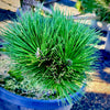 Thunderhead Pom Pom- 20 Gallon- 5-6 Foot Tall