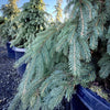 Weeping White Spruce- 25 Gallon 5-6 Foot Tall