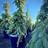 Weeping White Spruce- 25 Gallon 5-6 Foot Tall