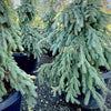 Weeping White Spruce- 25 Gallon 5-6 Foot Tall