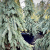 Weeping White Spruce- 25 Gallon 5-6 Foot Tall