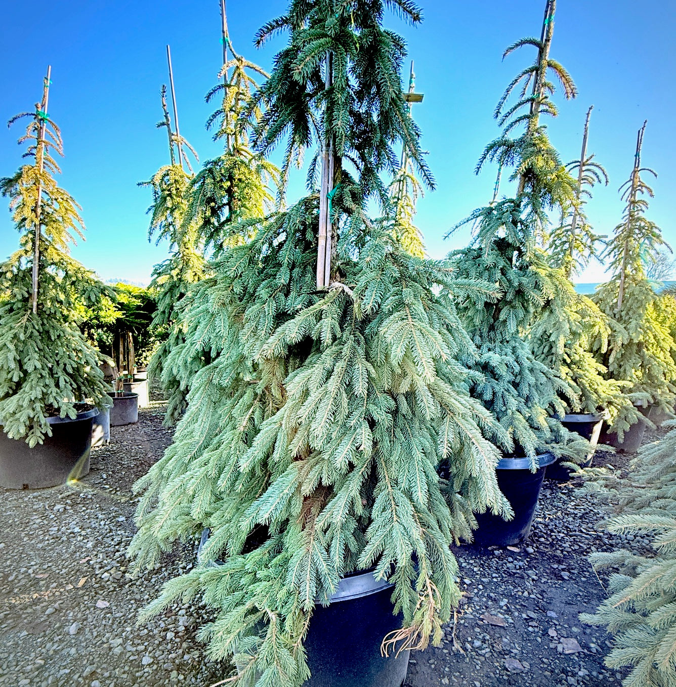 Weeping White Spruce- 25 Gallon 5-6 Foot Tall