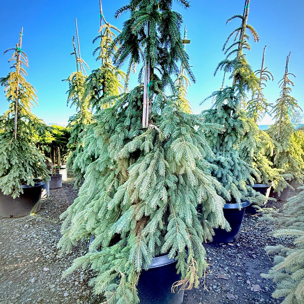 Weeping White Spruce- 25 Gallon 5-6 Foot Tall