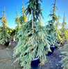 Weeping White Spruce- 25 Gallon 5-6 Foot Tall