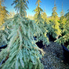 Weeping White Spruce- 25 Gallon 5-6 Foot Tall