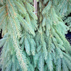 Weeping White Spruce- 25 Gallon 5-6 Foot Tall